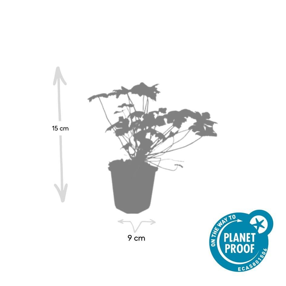 green-guardia-geranium-tiny-monster-storchschnabel-9cm-topf image 2