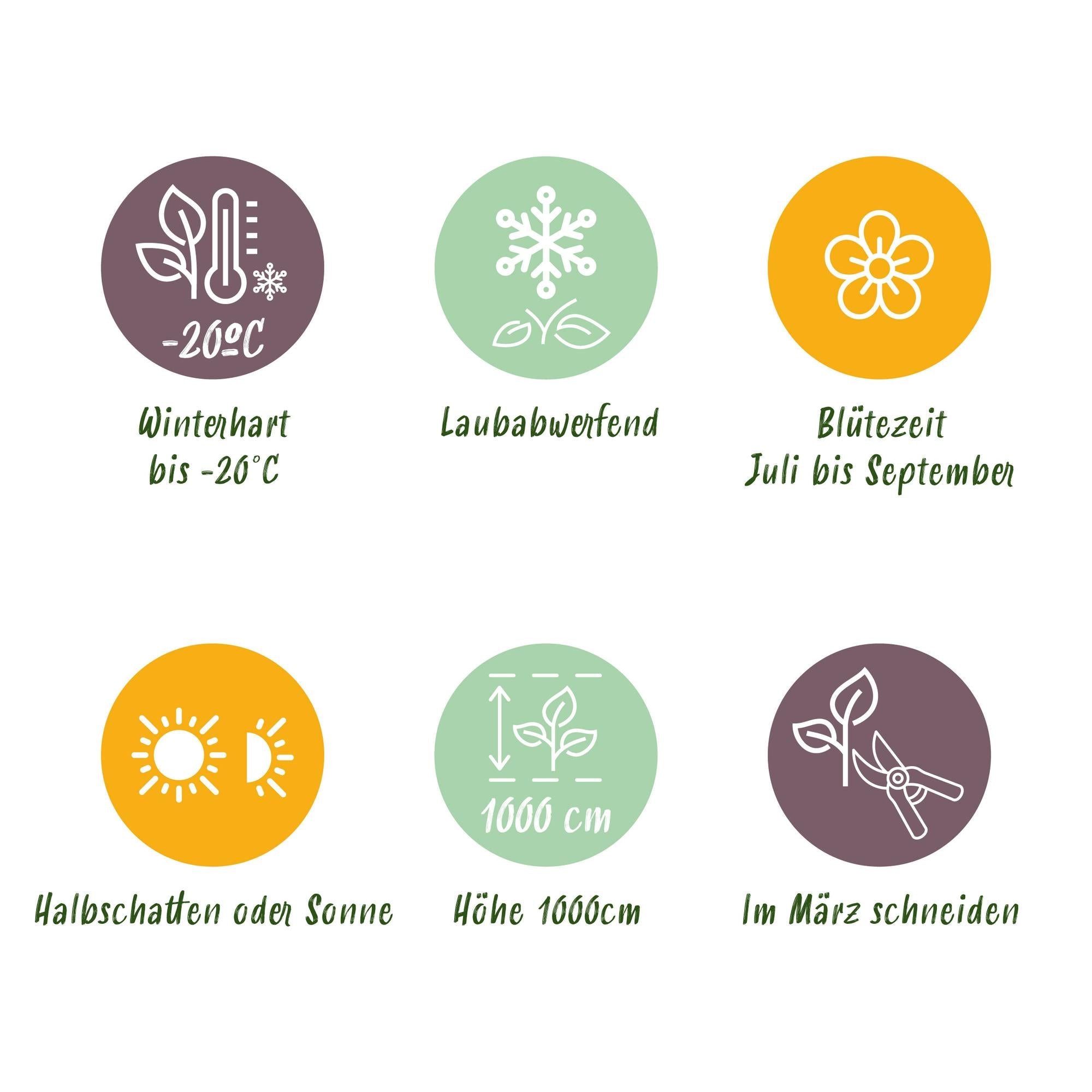 green-guardia-unsere-pflanzen-madame-galen-trompetenblume-2er image 6