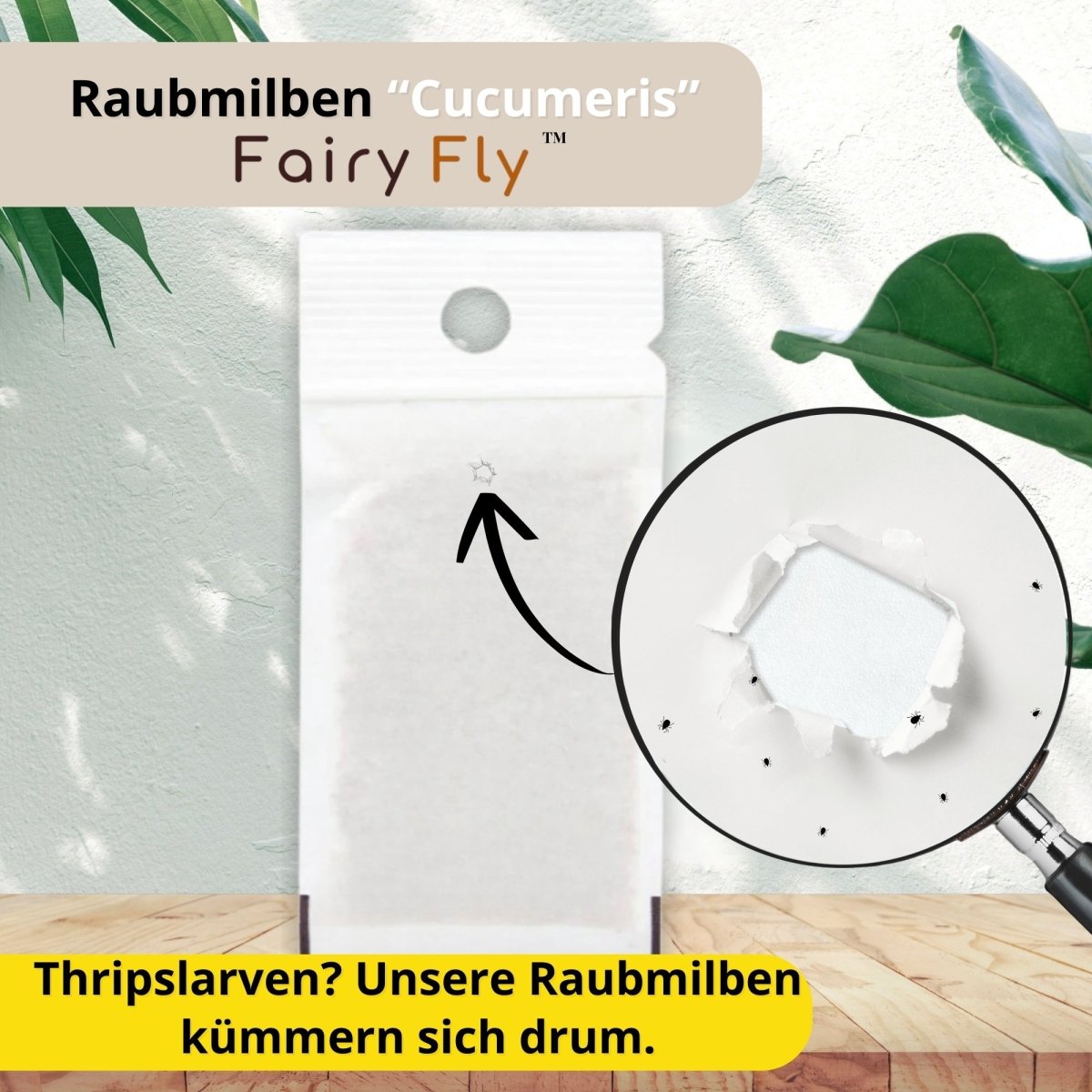 fairyfly-cucumeris-raubmilben-gegen-thripse-1-t-tchen image 3