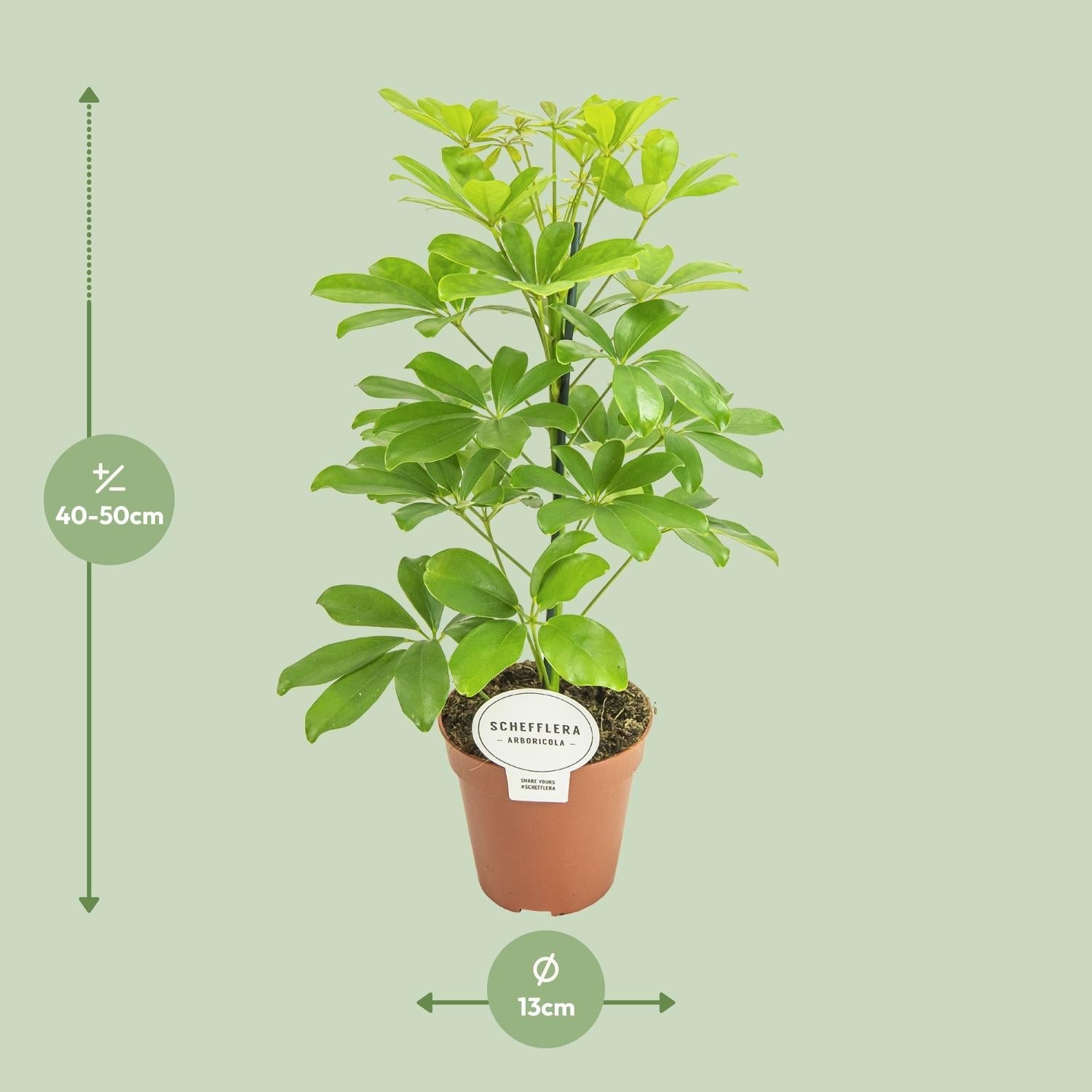 green-guardia-unsere-pflanzen-schefflera-nora-schirmbaum-35-cm image 2