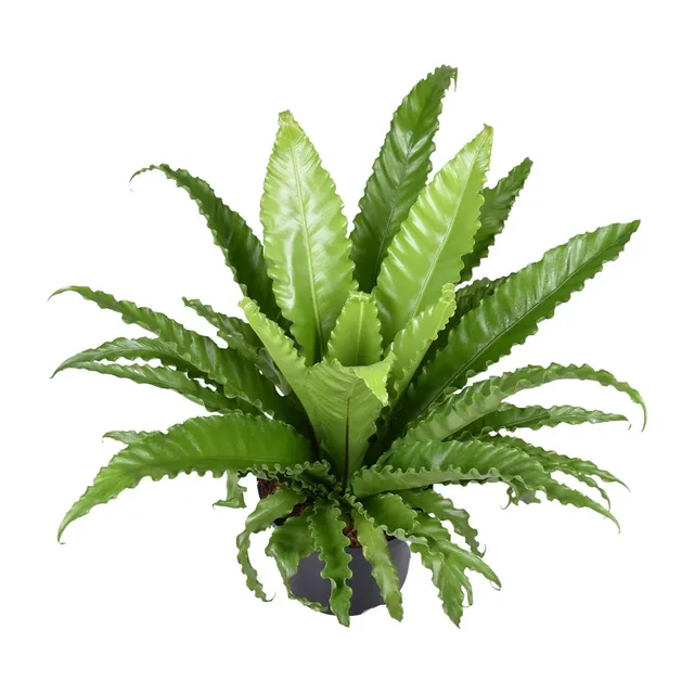 green-guardia-unsere-pflanzen-asplenium-osaka-nestfarn-23-cm-topf image 1