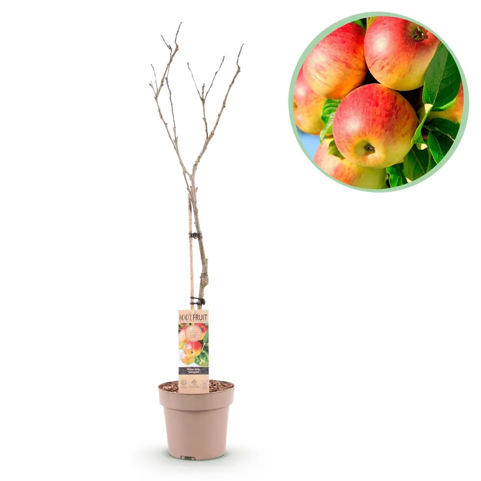 green-guardia-unsere-pflanzen-apfelbaum-jonagold-90-cm-s-s-uerlich image 1