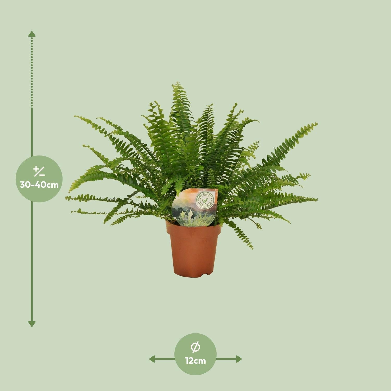 green-guardia-green-lady-farn-nephrolepis-30-cm-12-cm-topf image 2