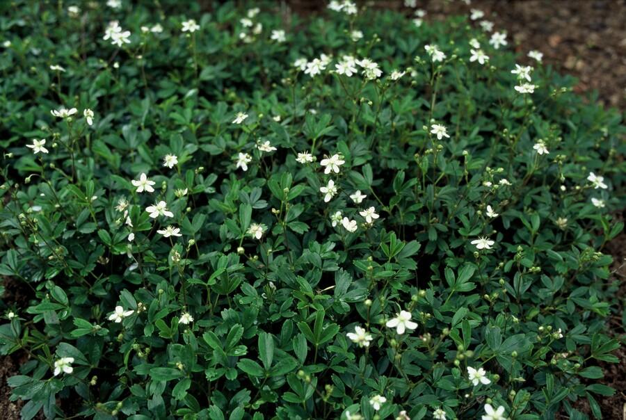 green-guardia-fingerkraut-nuuk-bodendecker-6x-9cm-topf-wei image 4