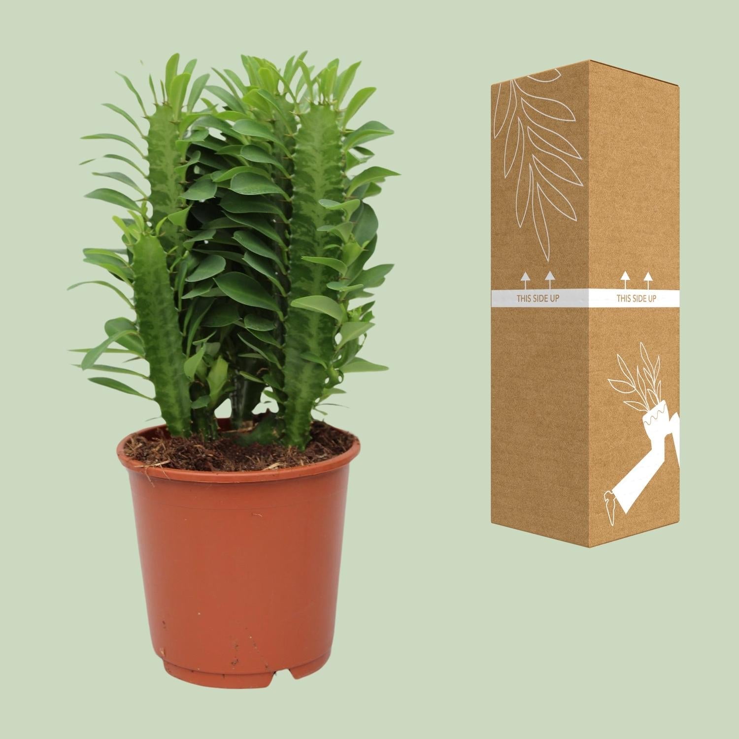 green-guardia-euphorbia-trigona-milchbaum-sukkulente-12cm-40cm image 3