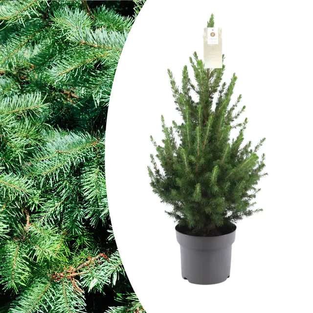 green-guardia-conica-zwergfichte-weihnachtsbaum-70-cm-topf image 1