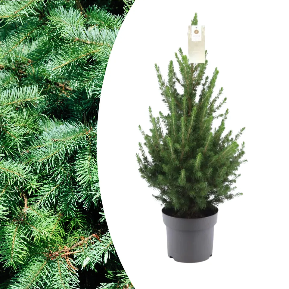 green-guardia-conica-zwergfichte-weihnachtsbaum-70-cm-topf image 1