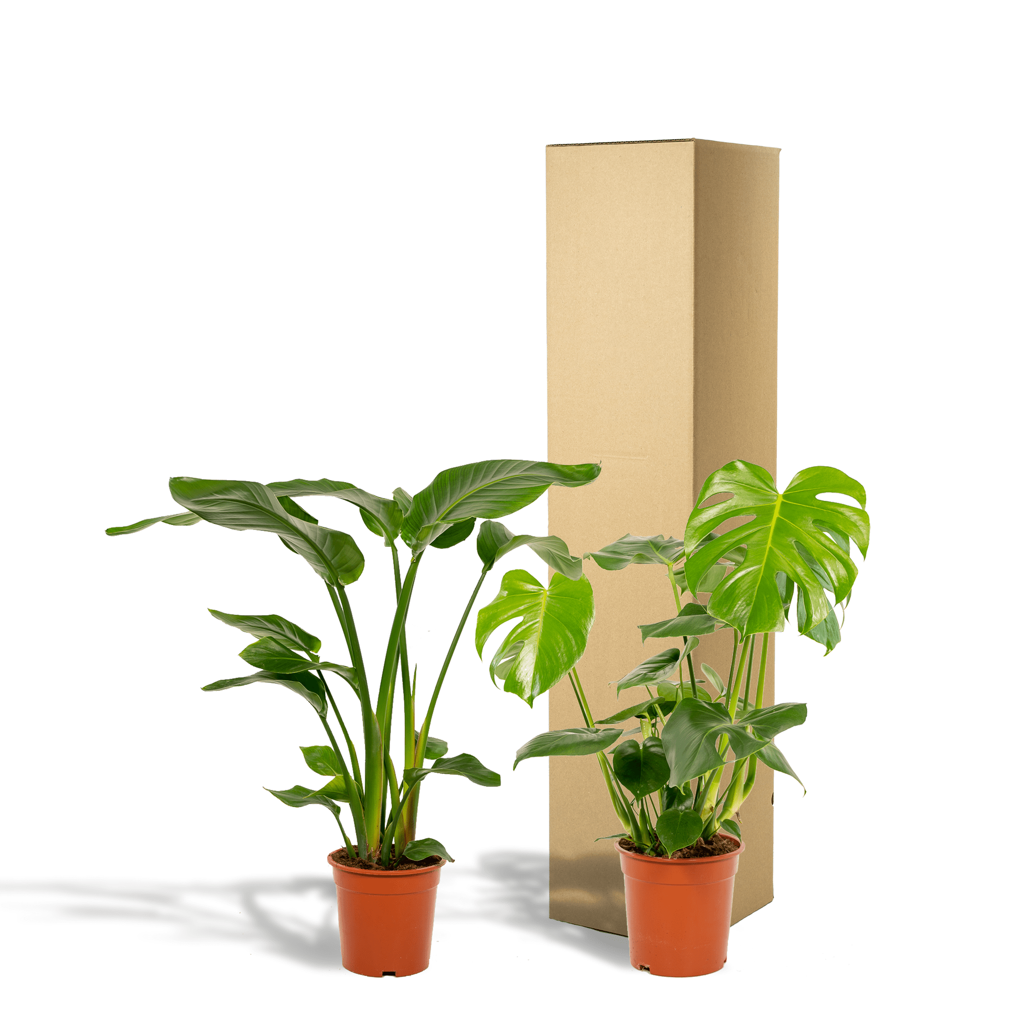 green-guardia-unsere-pflanzen-monstera-strelitzia-zimmerpflanzen-2x image 4