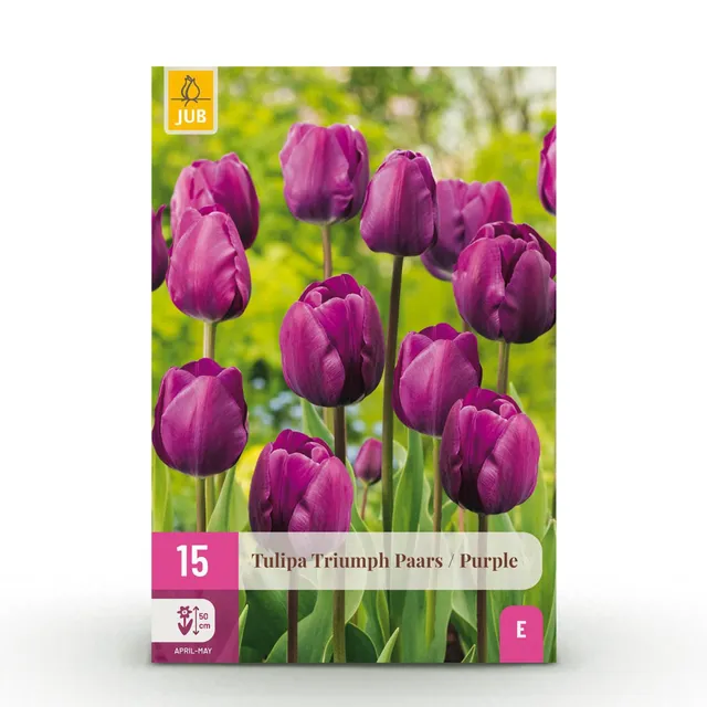 green-guardia-tulpe-triumph-purple-blumenzwiebeln-15-st-ck-lila image 1