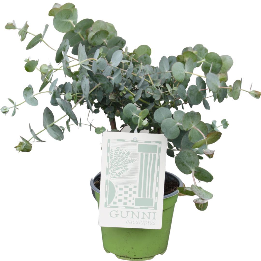 green-guardia-unsere-pflanzen-eukalyptus-gunnii-duftpflanze-35-60-cm image 2