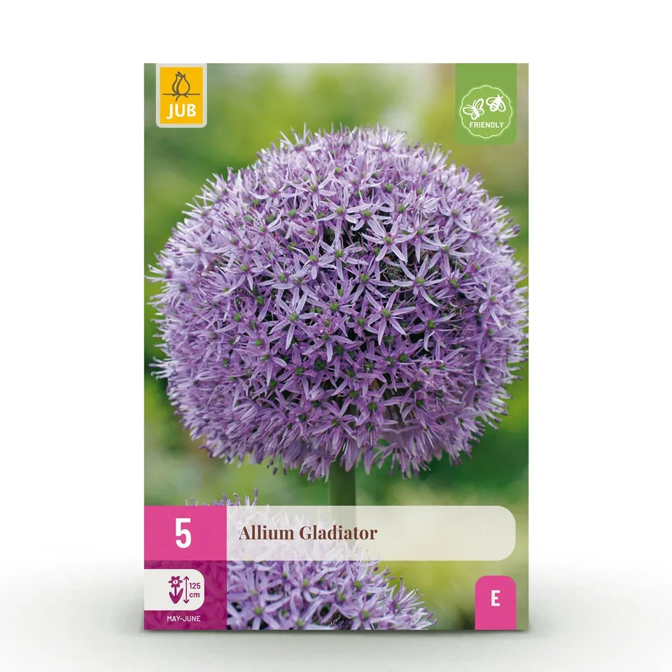 green-guardia-unsere-pflanzen-allium-gladiator-blumenzwiebeln-5-st-ck image 1