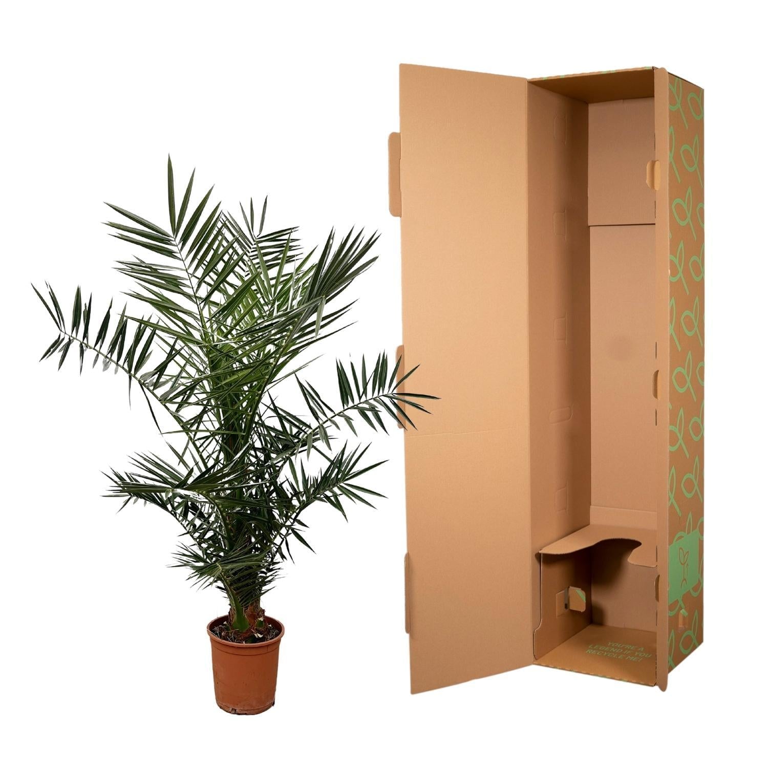 green-guardia-unsere-pflanzen-phoenix-canariensis-palme-140-cm-21-cm-topf image 3