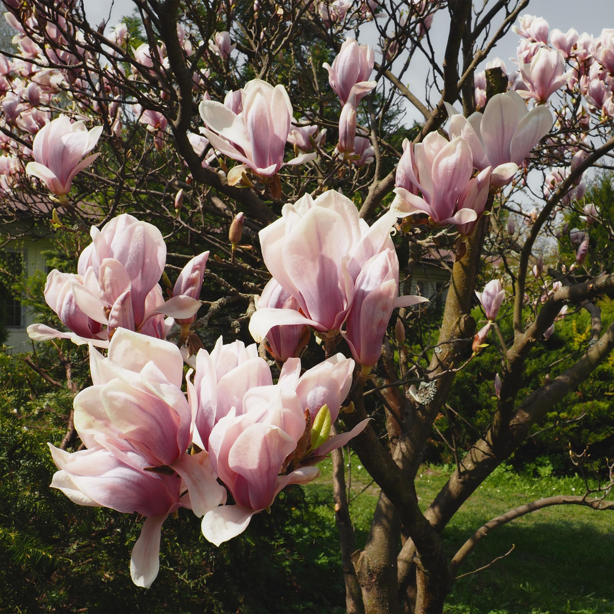 green-guardia-magnolia-soulangiana-hellrosa-17cm-topf image 4