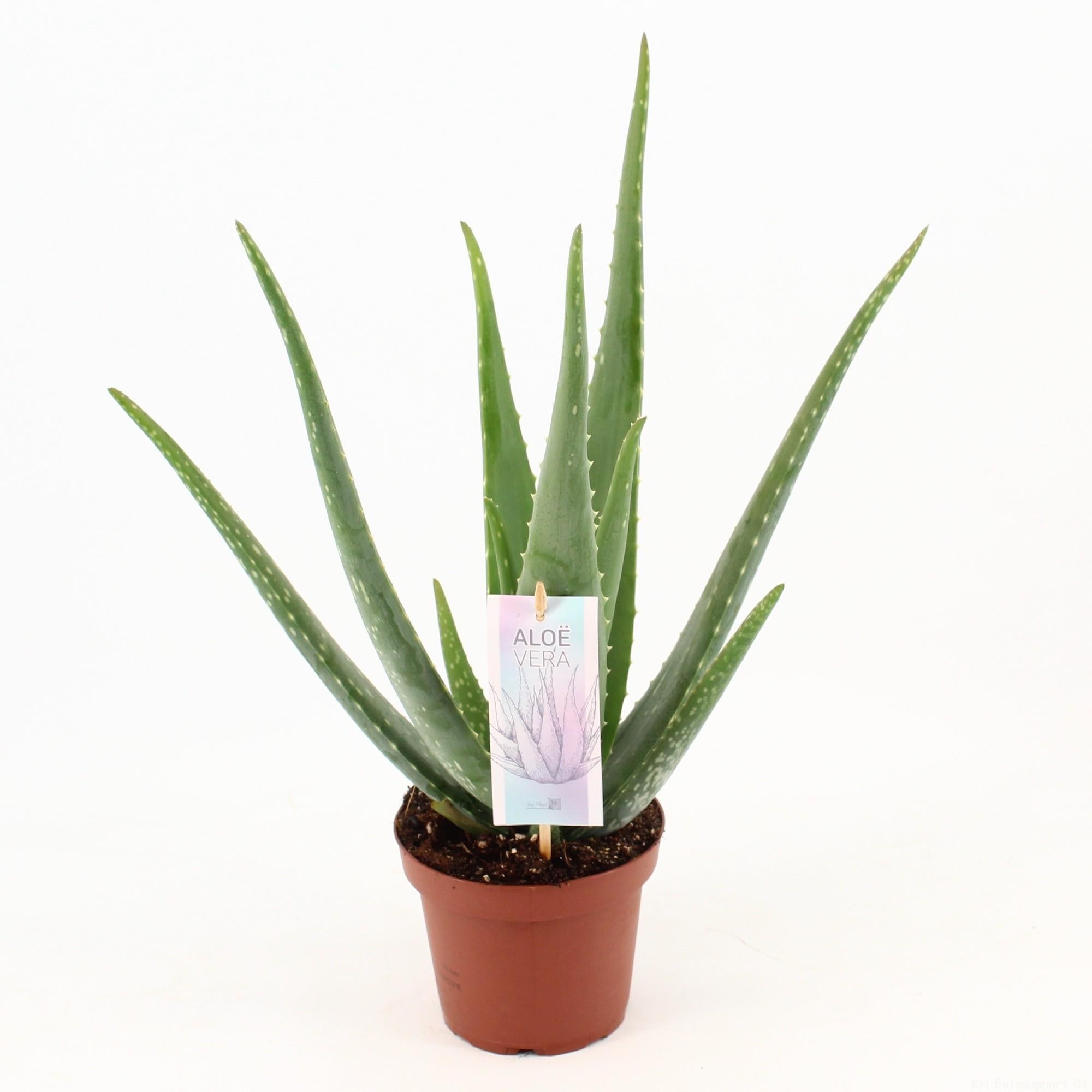 green-guardia-aloe-vera-echte-aloe-sukkulente-45-cm-14-cm image 1