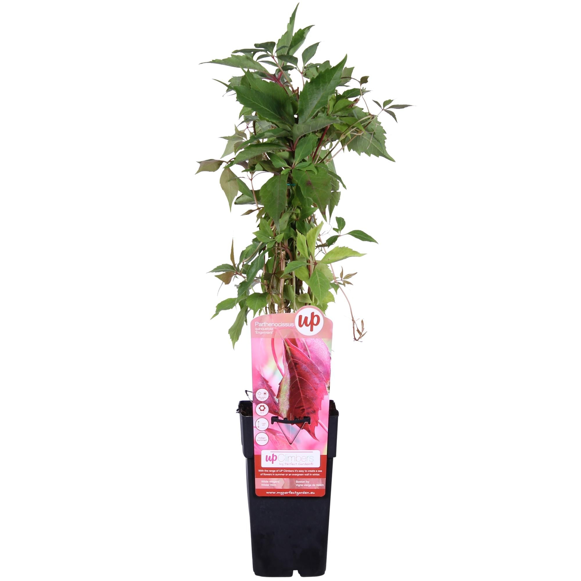 green-guardia-wilder-wein-engelmannii-kletterpflanze-65-cm image 1