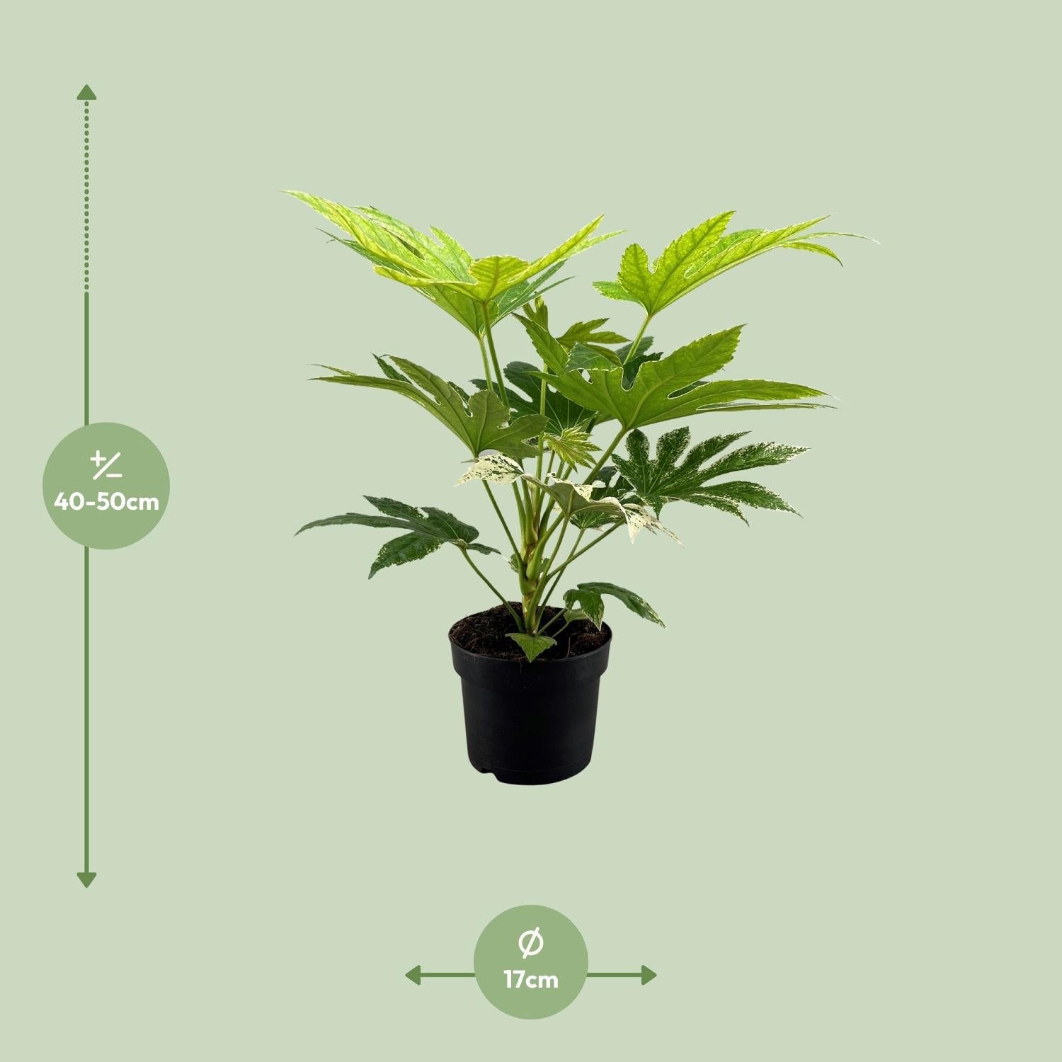green-guardia-fatsia-japonica-spider-web-zimmeraralie-17-cm-topf image 2