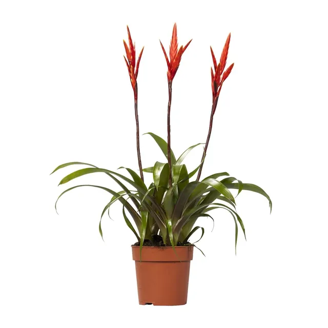 green-guardia-vriesea-elan-toef-flammendes-schwert-12-cm-topf image 1