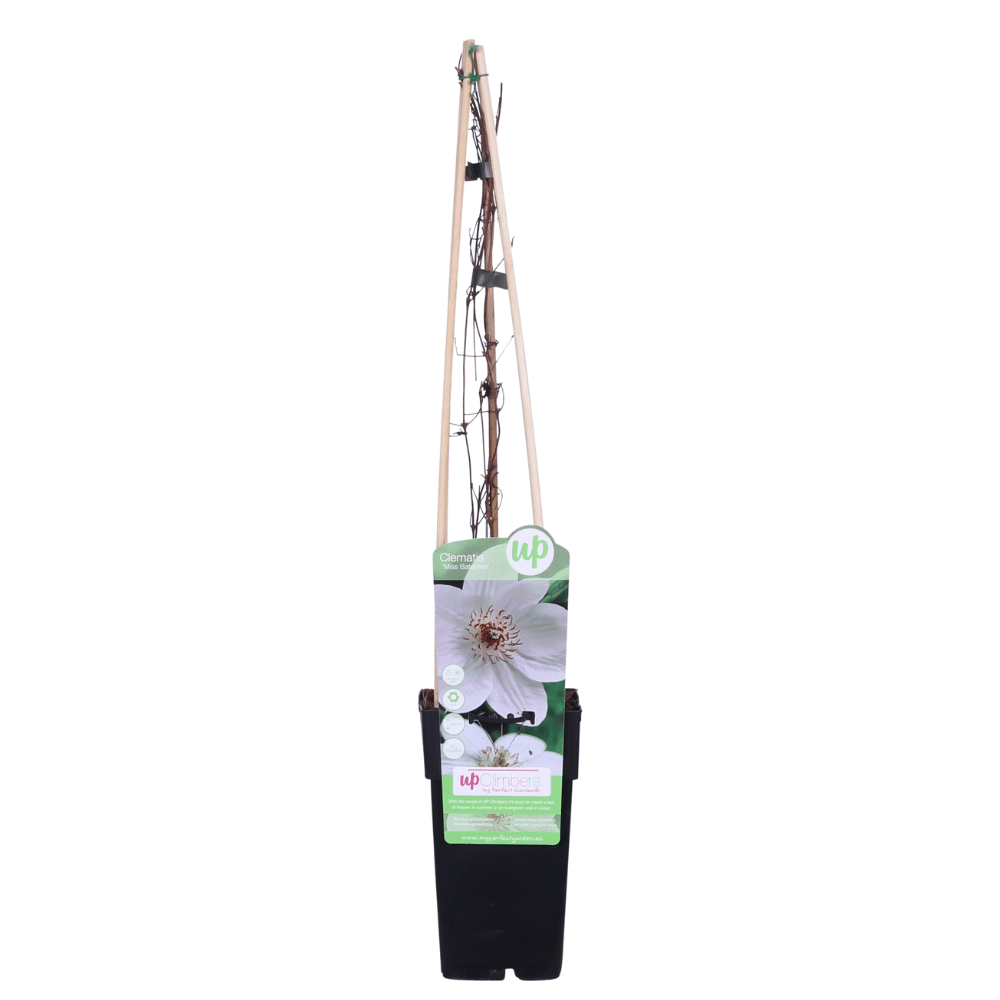 green-guardia-clematis-miss-bateman-kletterpflanze-wei-65-cm image 4