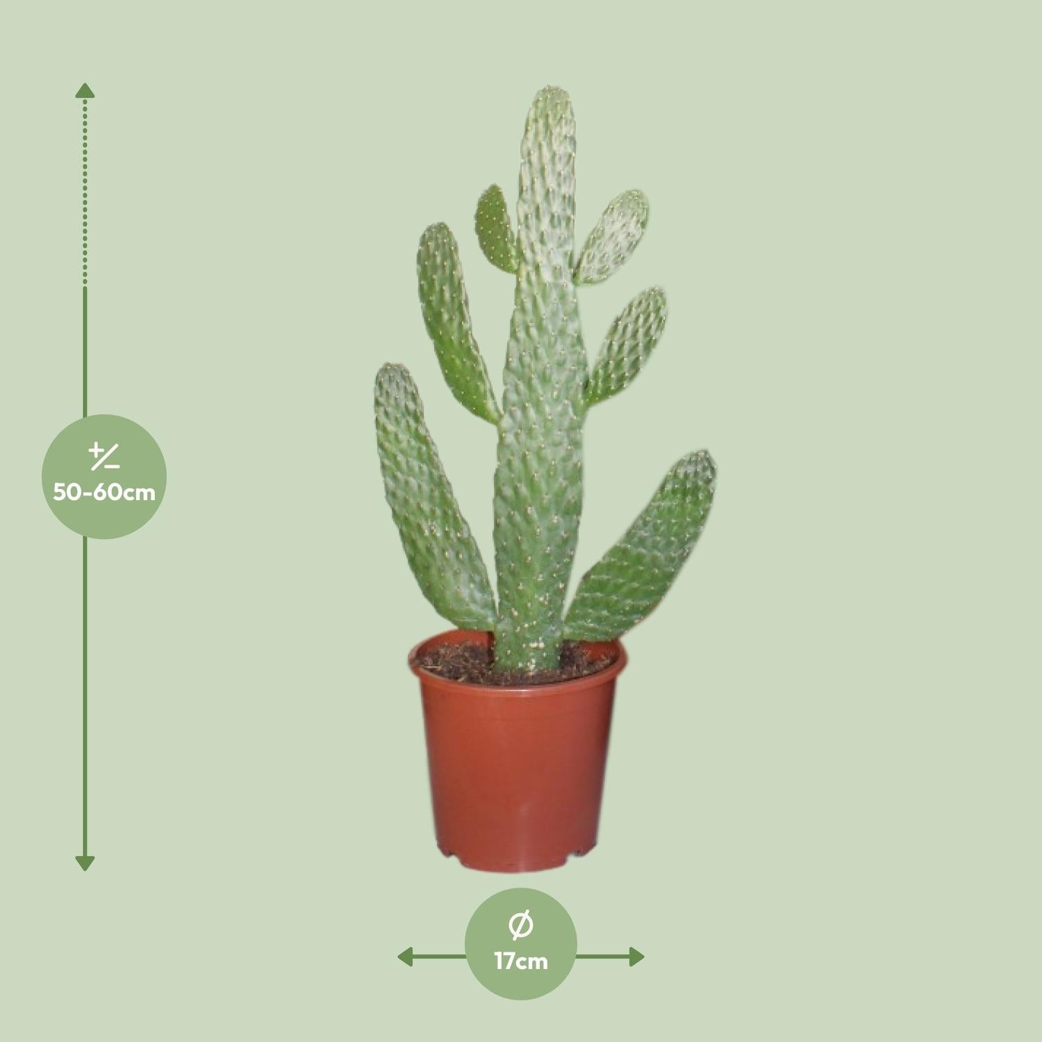 green-guardia-consolea-opuntia-feigenkaktus-17cm-topf-55cm image 2