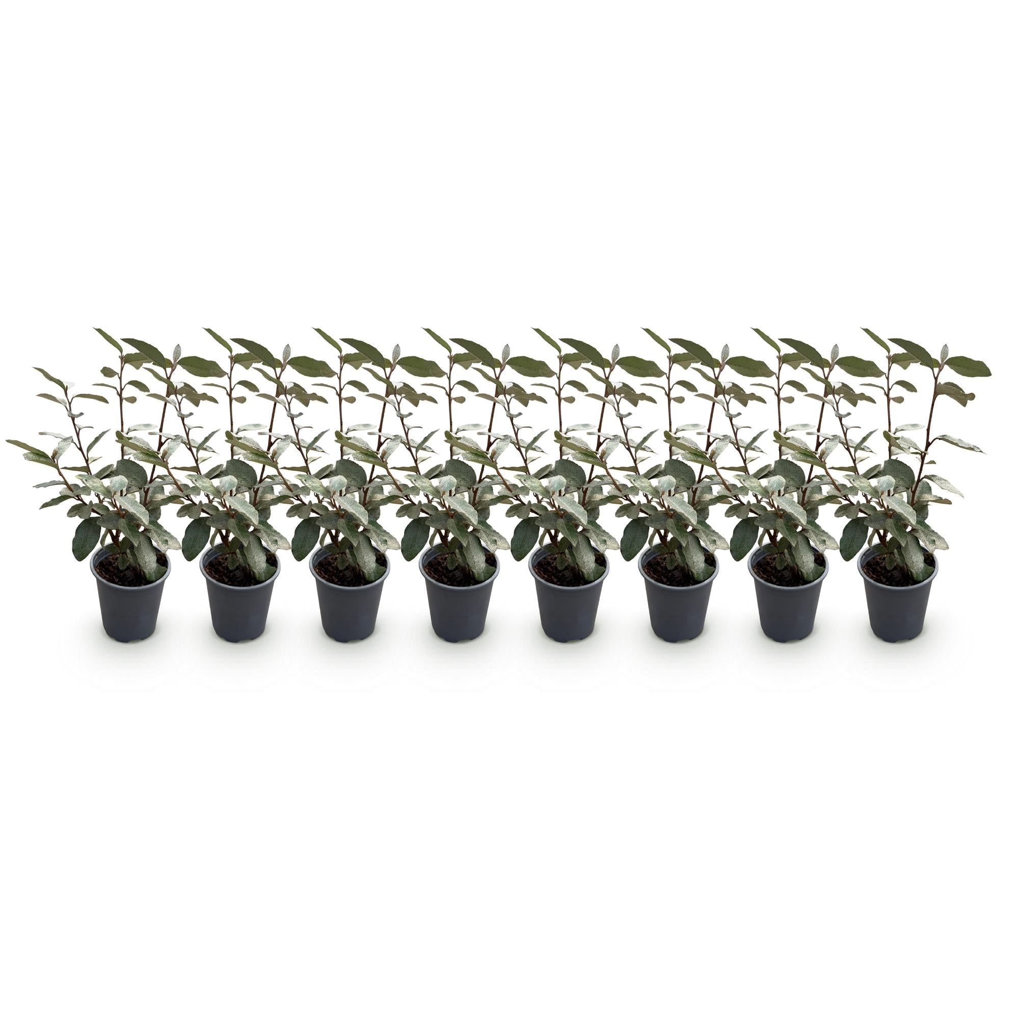 green-guardia-compacta-hecke-8-pflanzen-immergr-n-1-m image 3