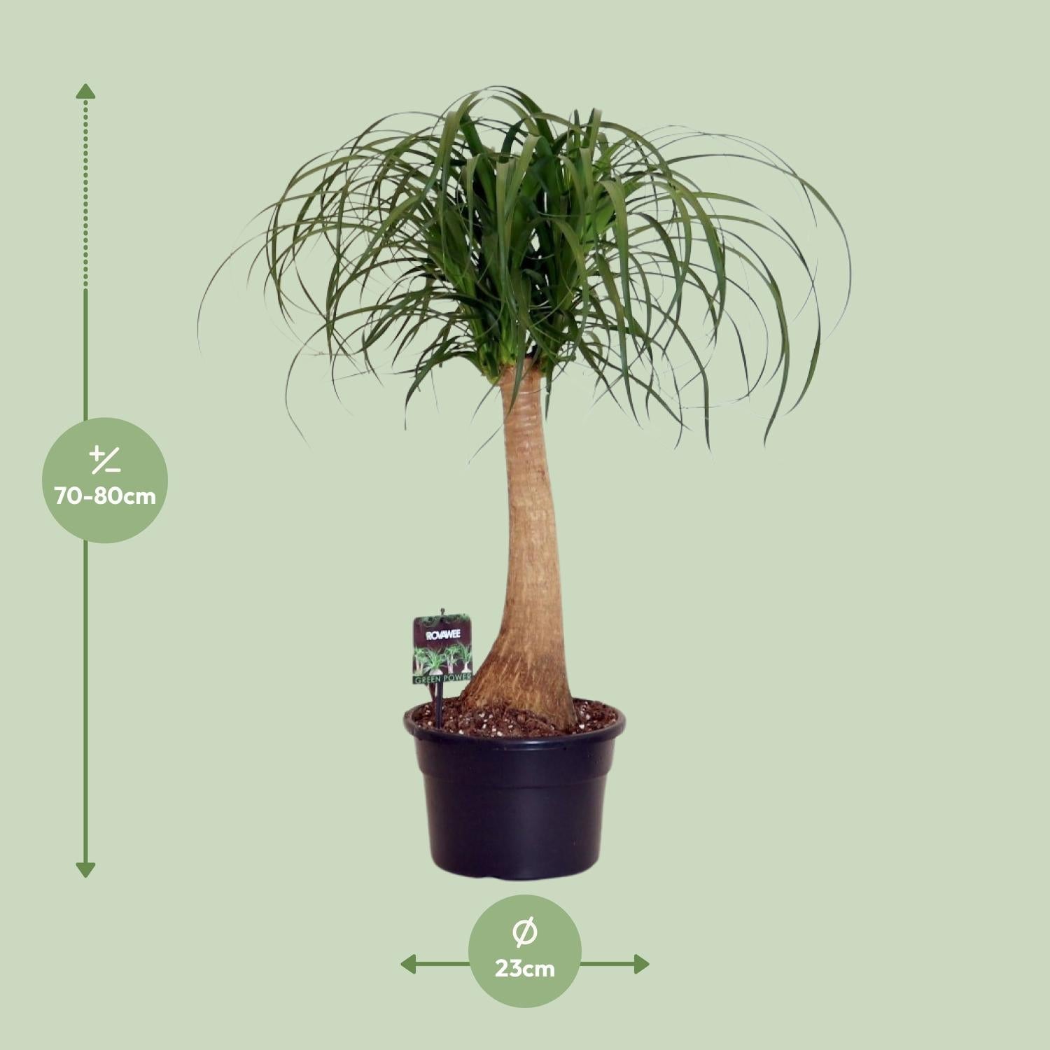 green-guardia-beaucarnea-nolina-elefantenfu-80-cm-pflegeleicht image 2