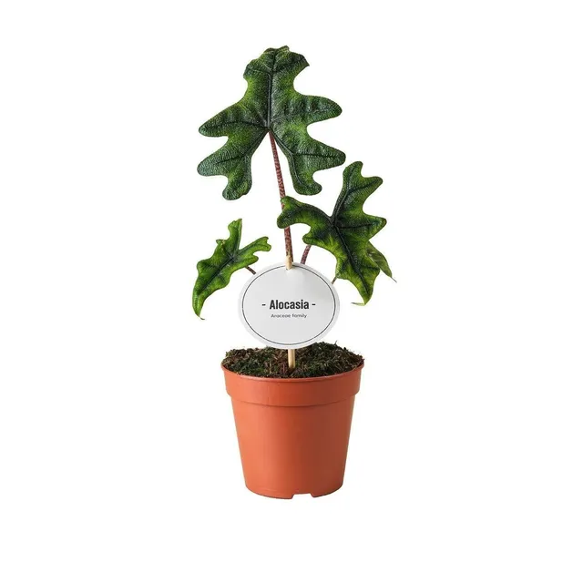 green-guardia-jacklyn-alocasia-elefantenohr-12cm-topf-30cm image 1