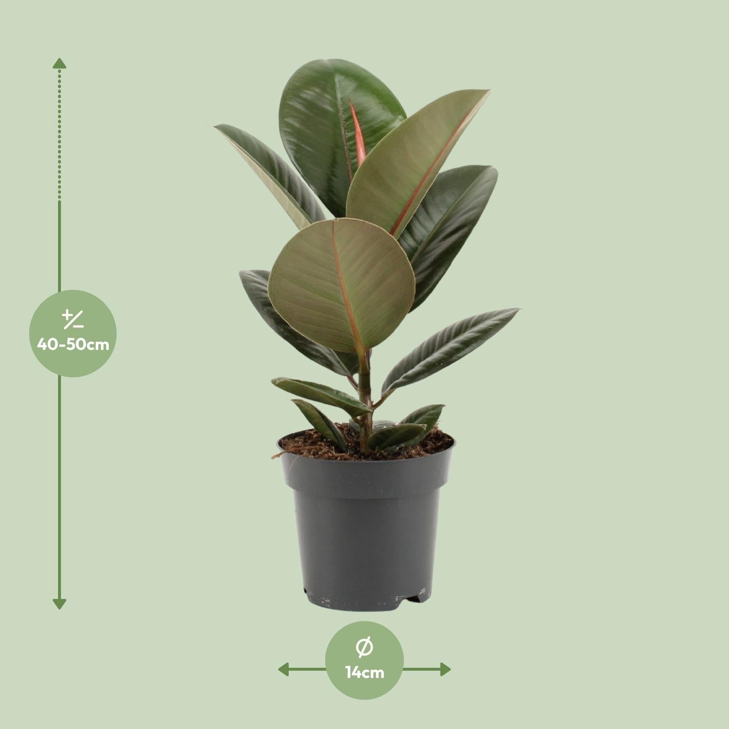 green-guardia-unsere-pflanzen-ficus-elastica-robusta-gummibaum-55cm image 4