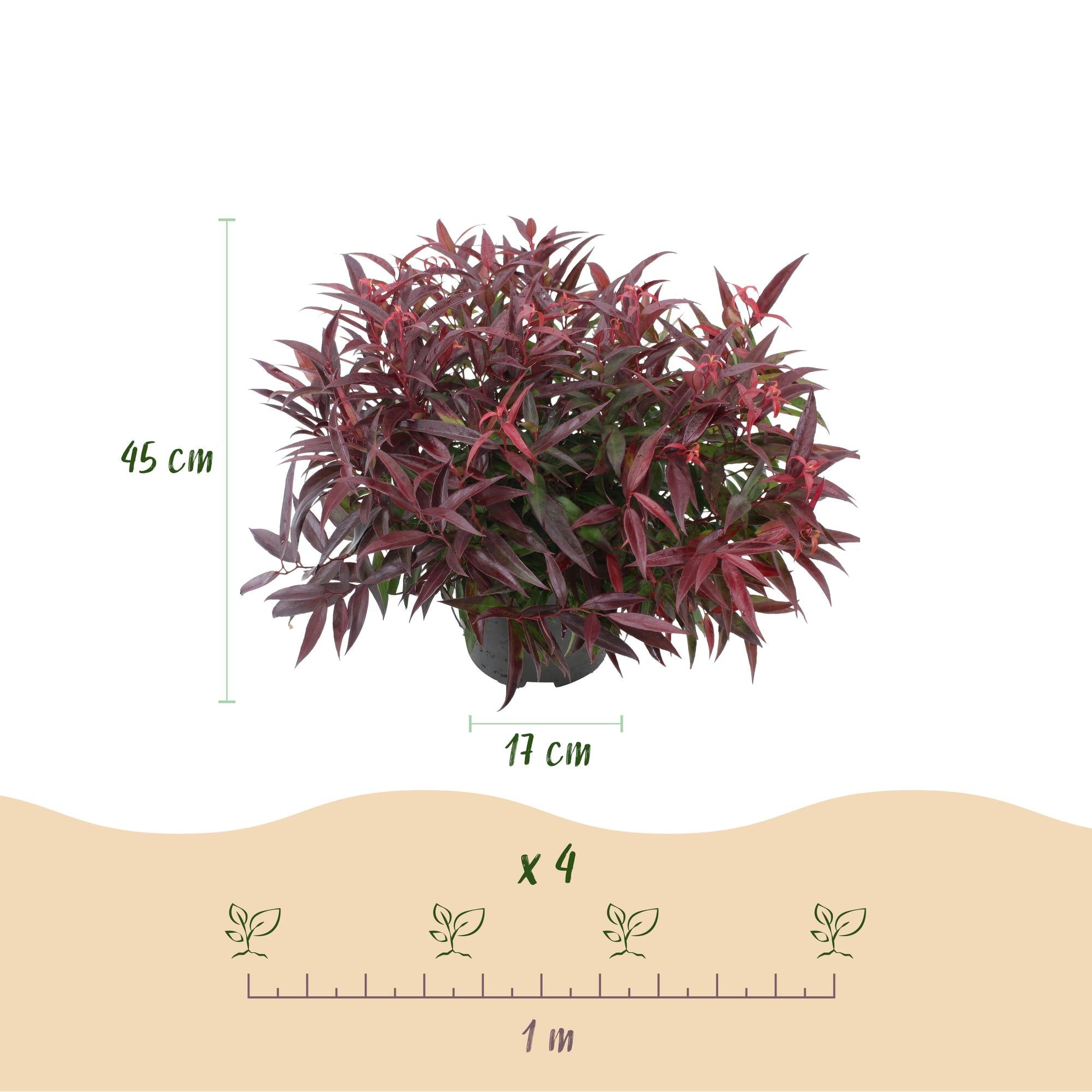 green-guardia-unsere-pflanzen-leucothoe-burning-love-zierstrauch-1x-pflegeleicht image 2