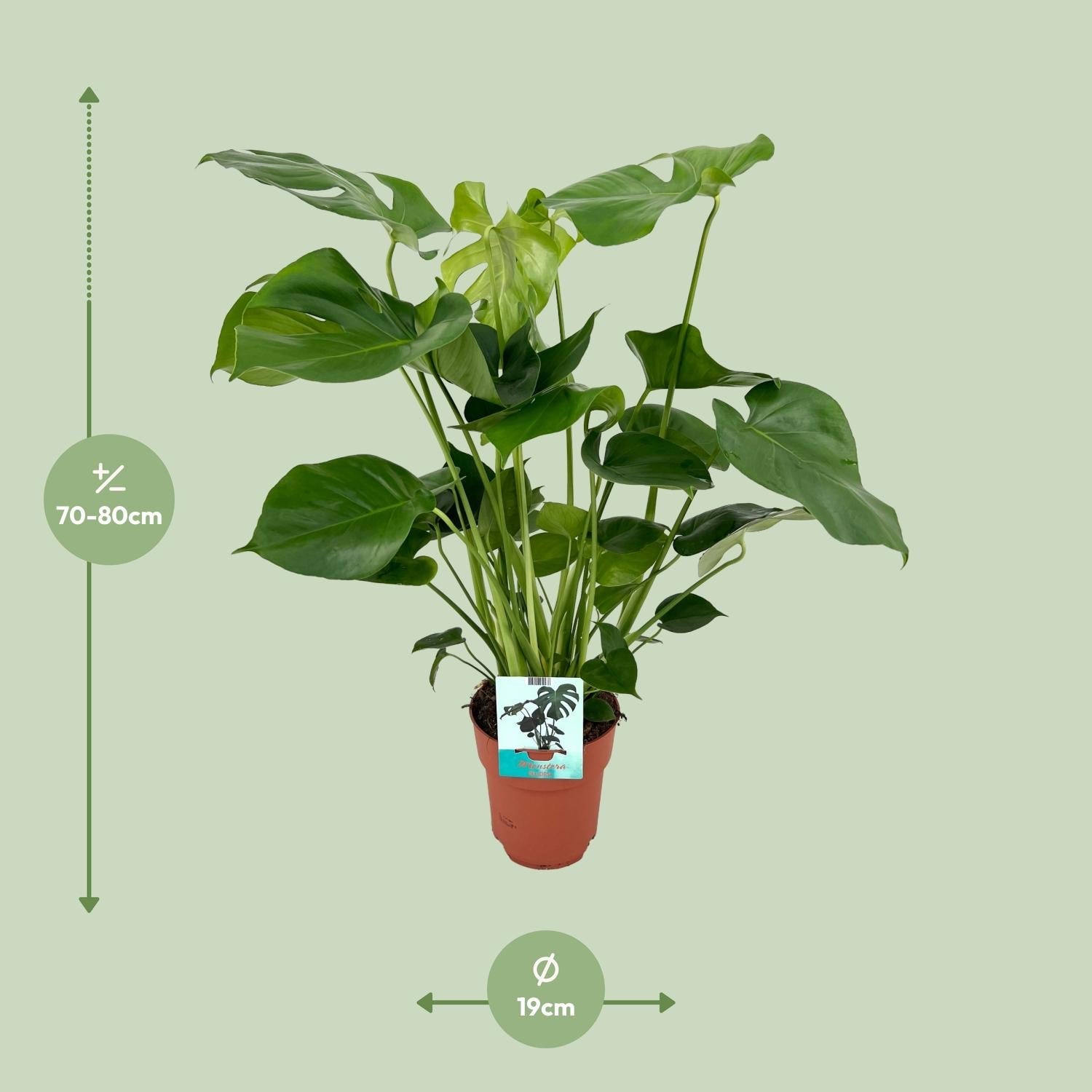 green-guardia-monstera-deliciosa-fensterblatt-60-105-cm image 4