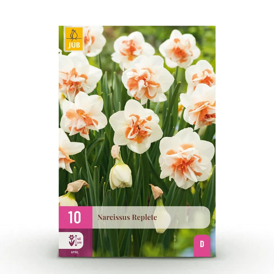 green-guardia-narcissus-replete-blumenzwiebeln-10-st-ck-wei-orange image 1