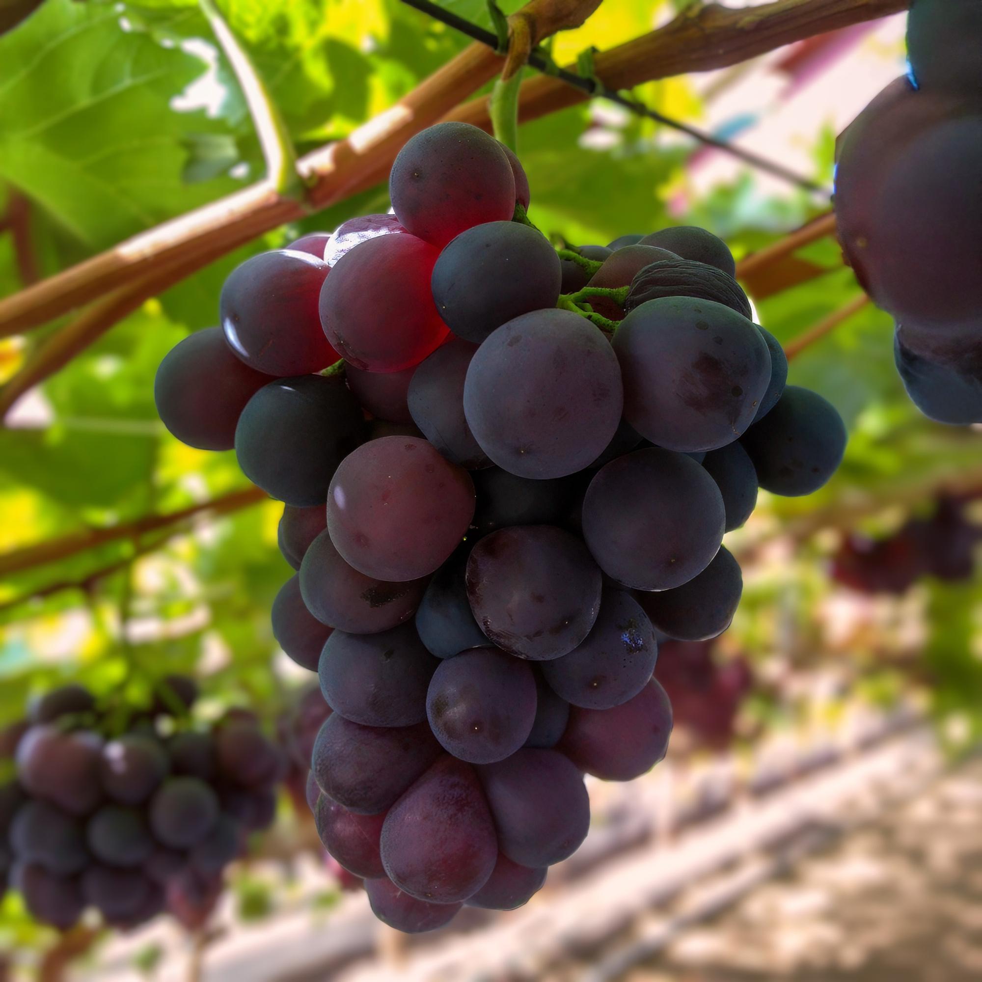 green-guardia-unsere-pflanzen-vitis-vanessa-traube-kernlos-2x-lila image 4