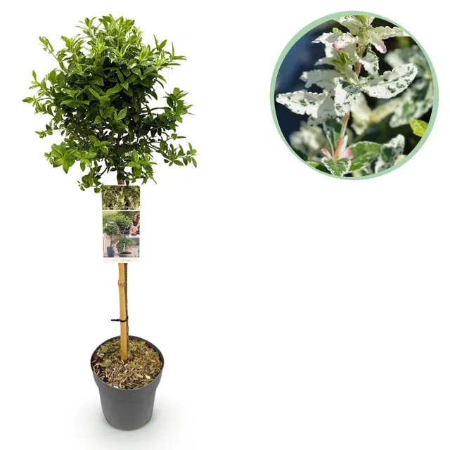 green-guardia-unsere-pflanzen-harlequin-euonymus-stamm-19cm-topf image 1