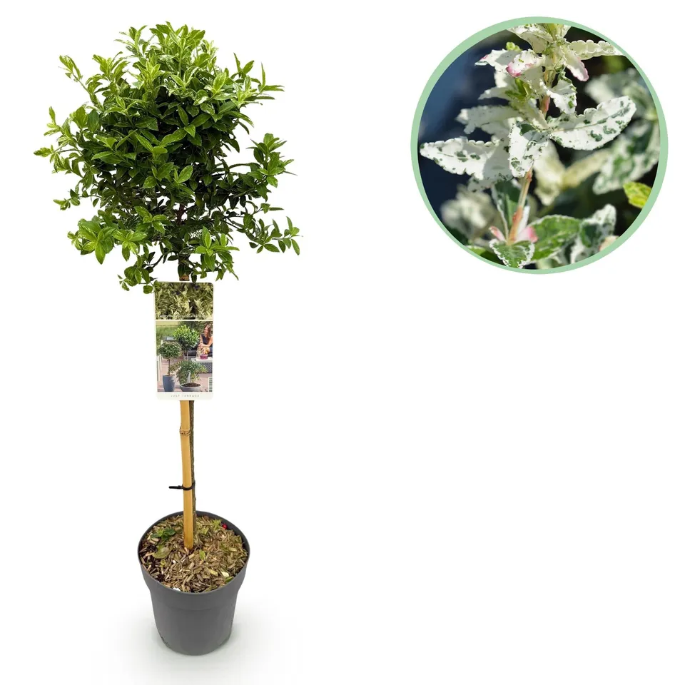 green-guardia-unsere-pflanzen-harlequin-euonymus-stamm-19cm-topf image 1