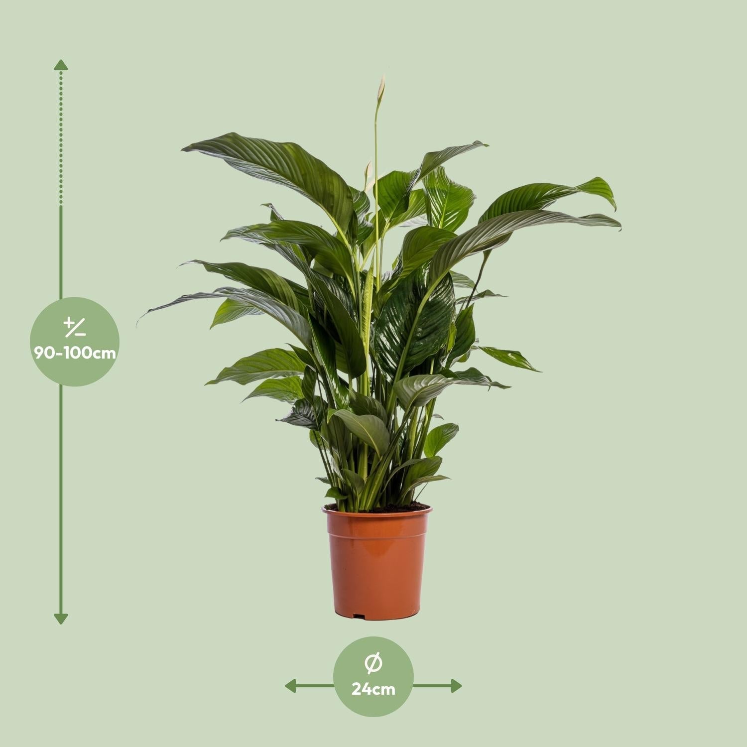 green-guardia-spathiphyllum-vivaldi-friedenslilie-70cm image 7