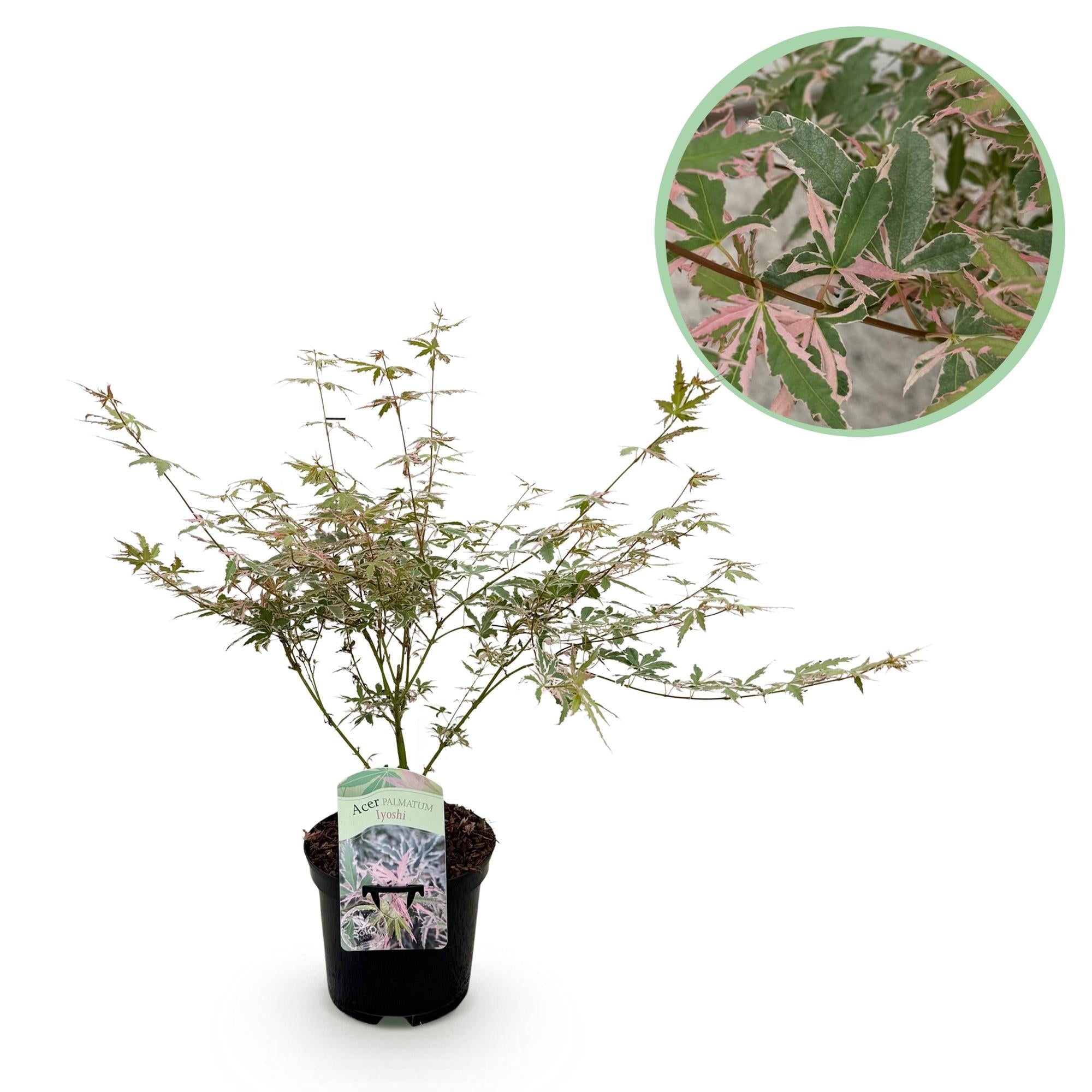 green-guardia-unsere-pflanzen-acer-palmatum-iyoshi-ahorn-70cm image 1