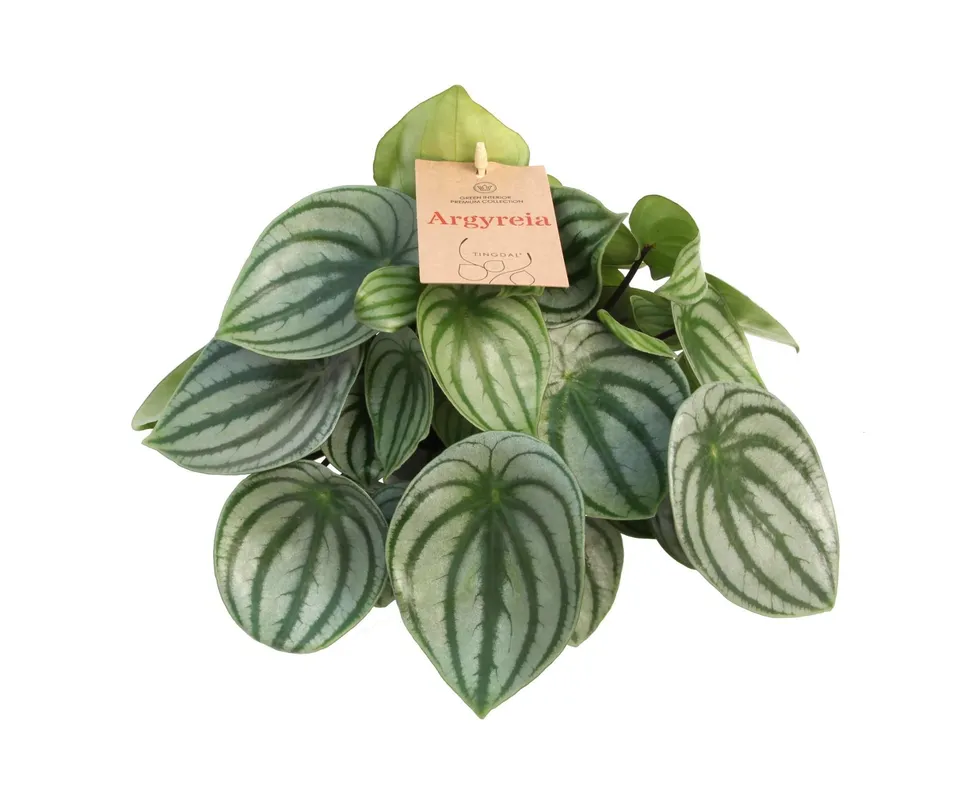 green-guardia-peperomia-argyreia-wassermelonen-peperomie-14-cm-topf image 1