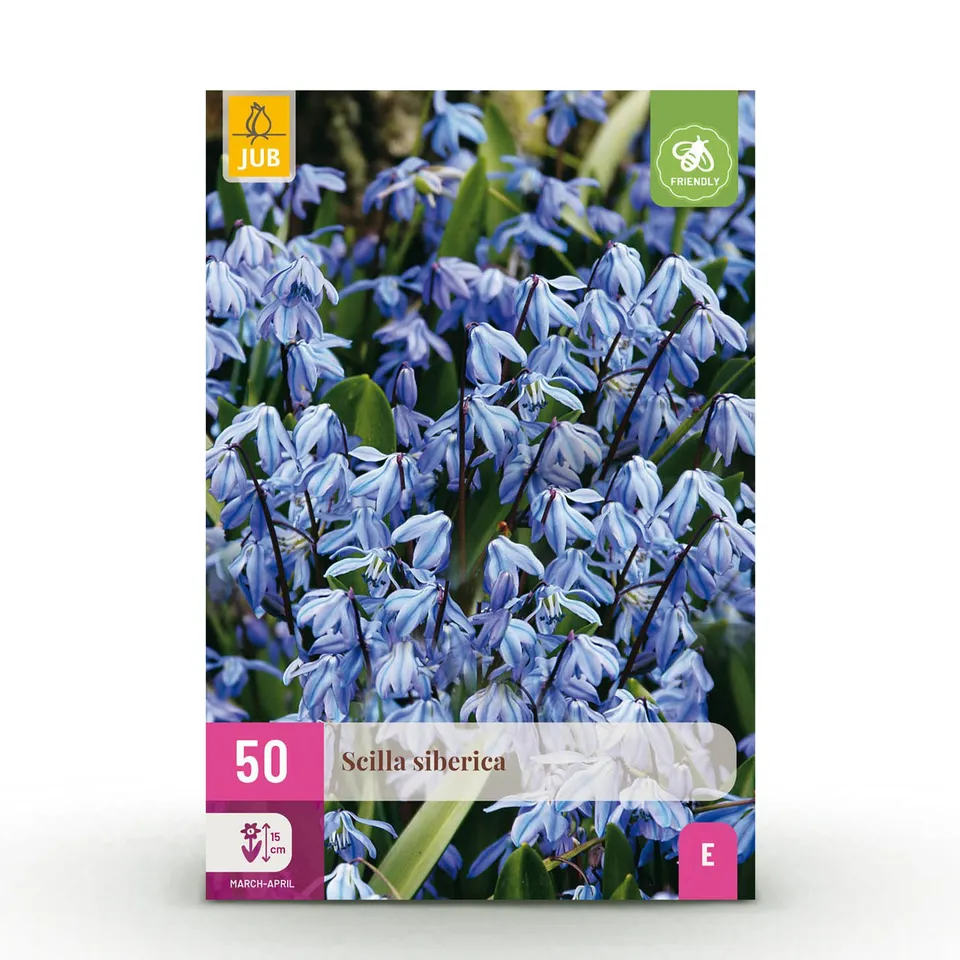 green-guardia-unsere-pflanzen-scilla-siberica-blumenzwiebeln-blau-50-st image 1