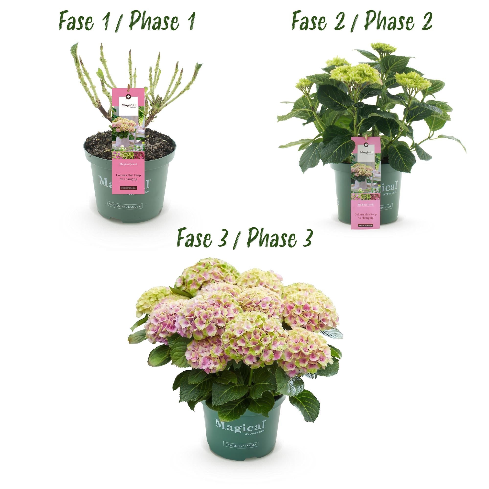 green-guardia-hydrangea-magical-jewel-pink-hortensie-rosa image 3