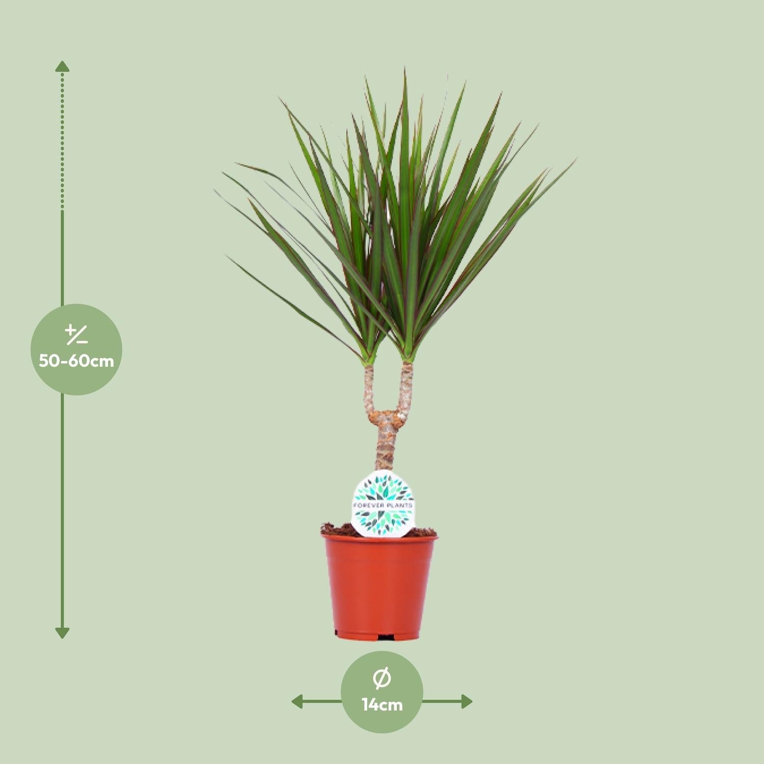 green-guardia-dracaena-marginata-drachenbaum-55-cm-pflegeleicht image 3