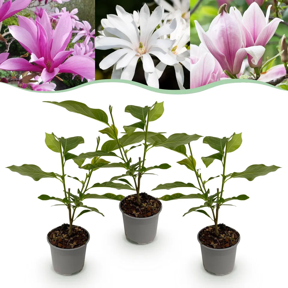 green-guardia-unsere-pflanzen-magnolia-tricolour-3-pflanzen-wei-rosa-lila image 1
