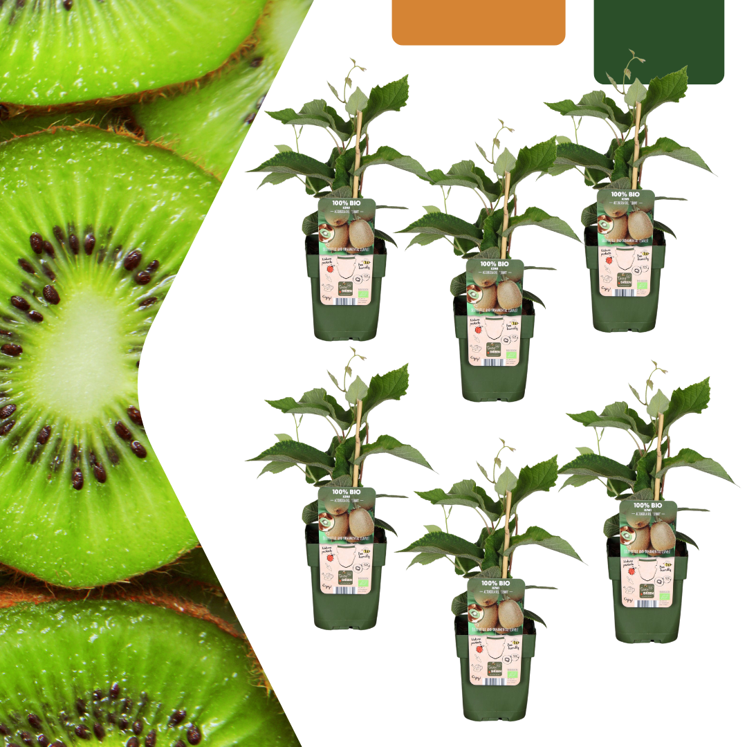 green-guardia-bio-kiwi-jungpflanze-13cm-topf-ca-20cm-3-pflanzen image 3