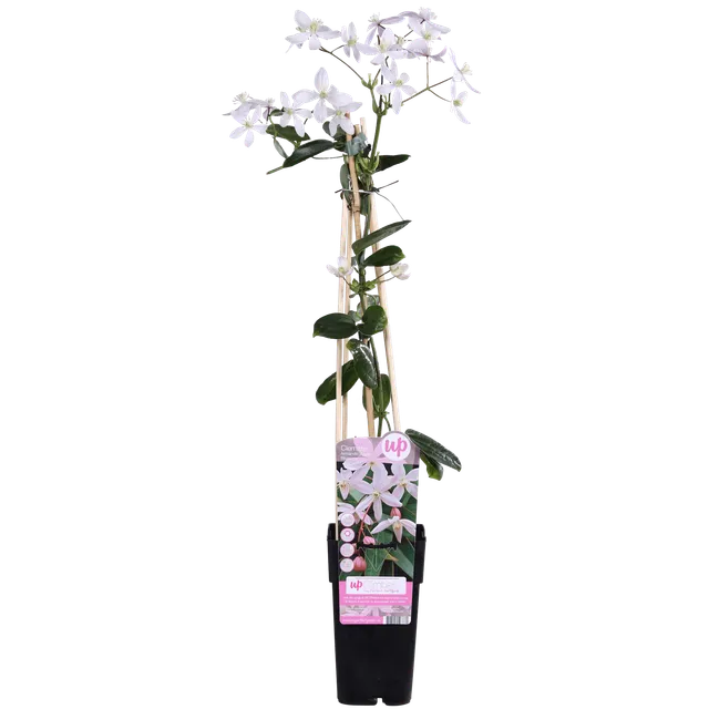 green-guardia-apple-blossom-clematis-kletterpflanze-15cm-topf image 1