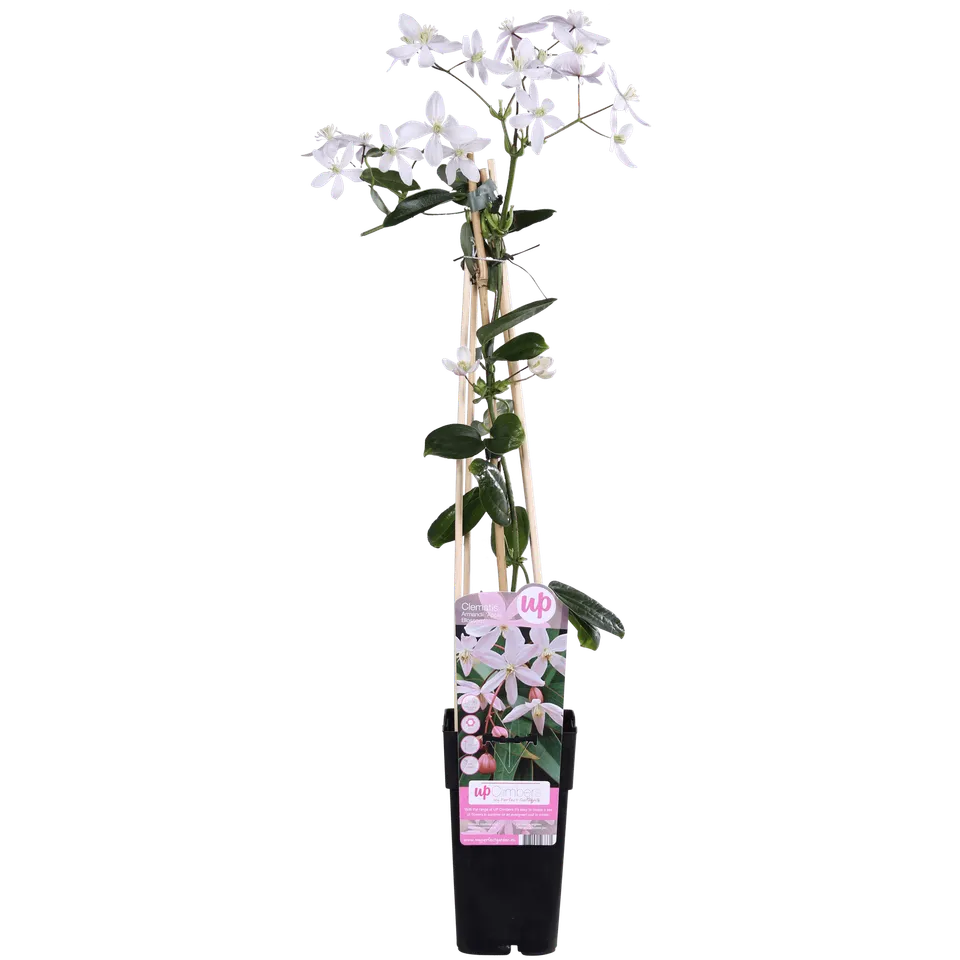 green-guardia-apple-blossom-clematis-kletterpflanze-15cm-topf image 1