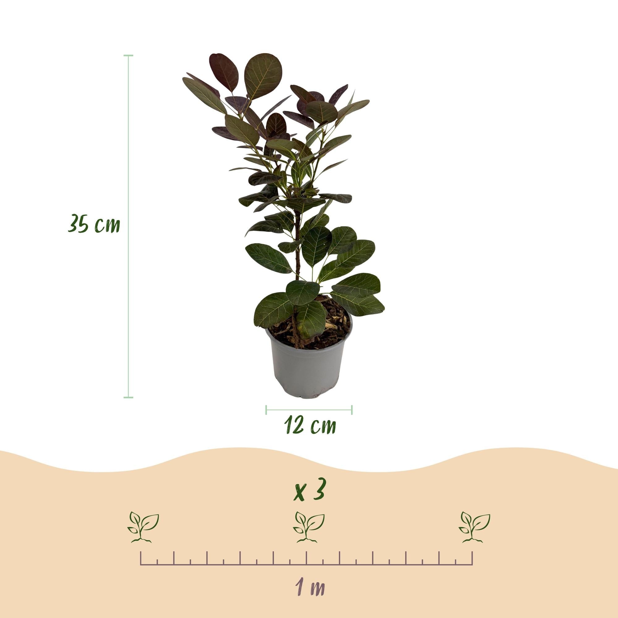 green-guardia-cotinus-coggyria-royal-purple-strauch-12-cm-topf image 2