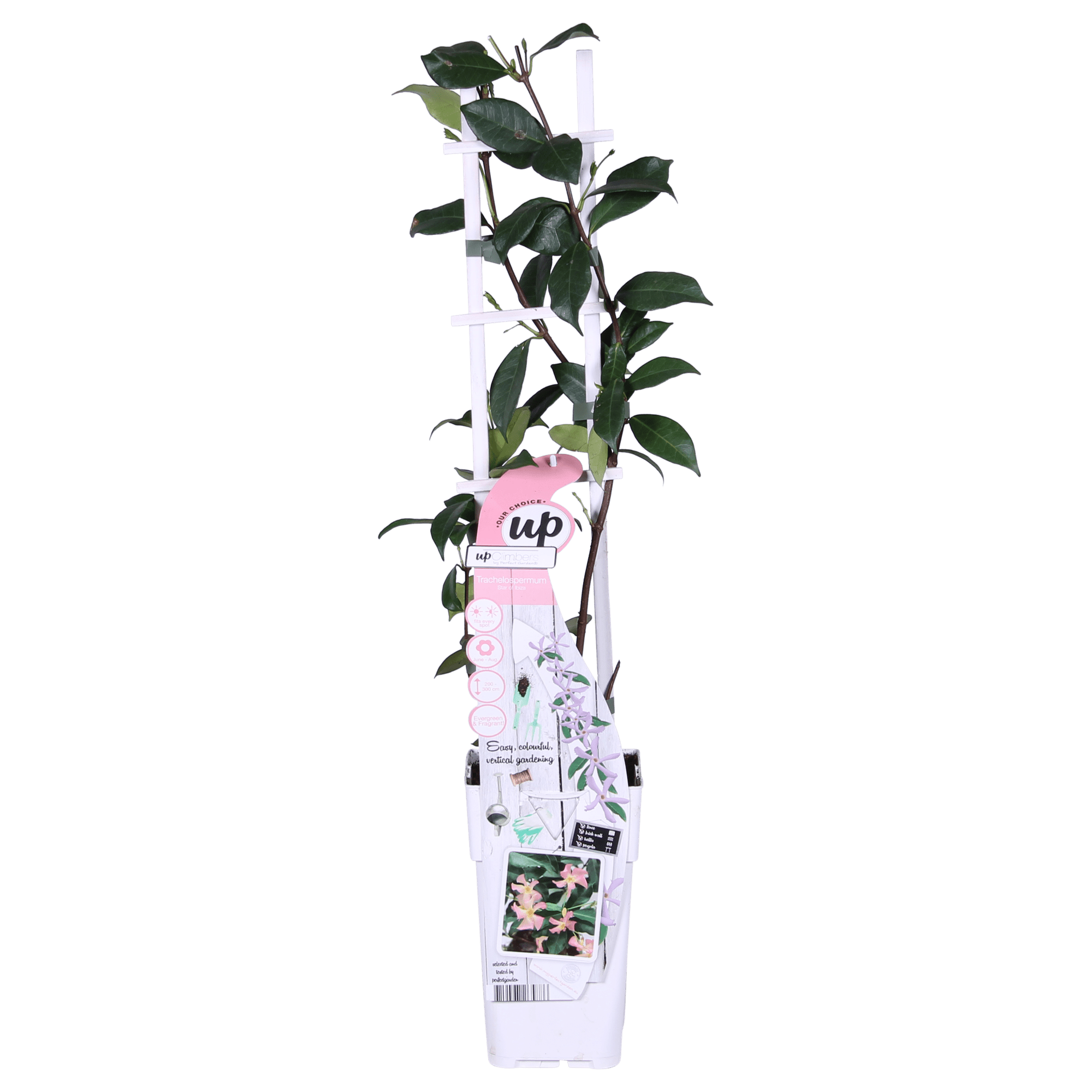 green-guardia-unsere-pflanzen-toskanischer-jasmin-star-of-ibiza-1x-rosa image 6