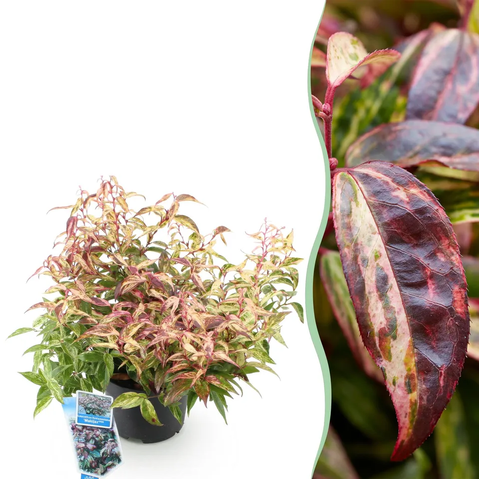 green-guardia-makijaz-leucothoe-strauch-45-cm-topf image 1