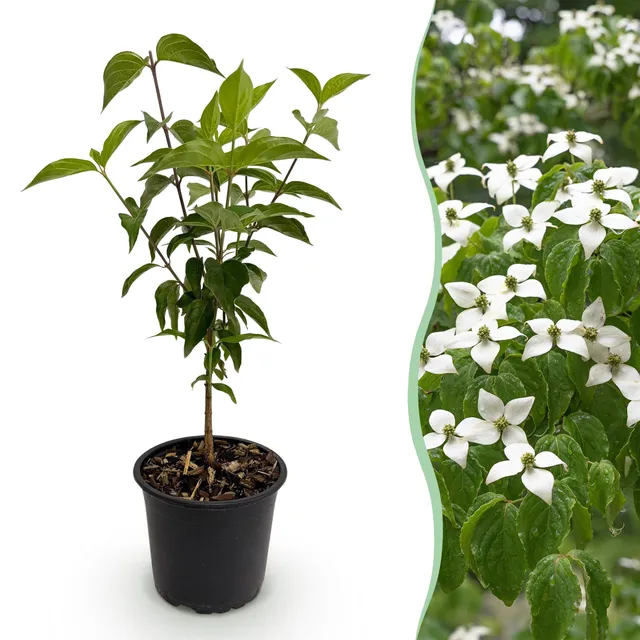 green-guardia-cornus-kousa-chinensis-strauch-1x-wei-e-bl-te image 1