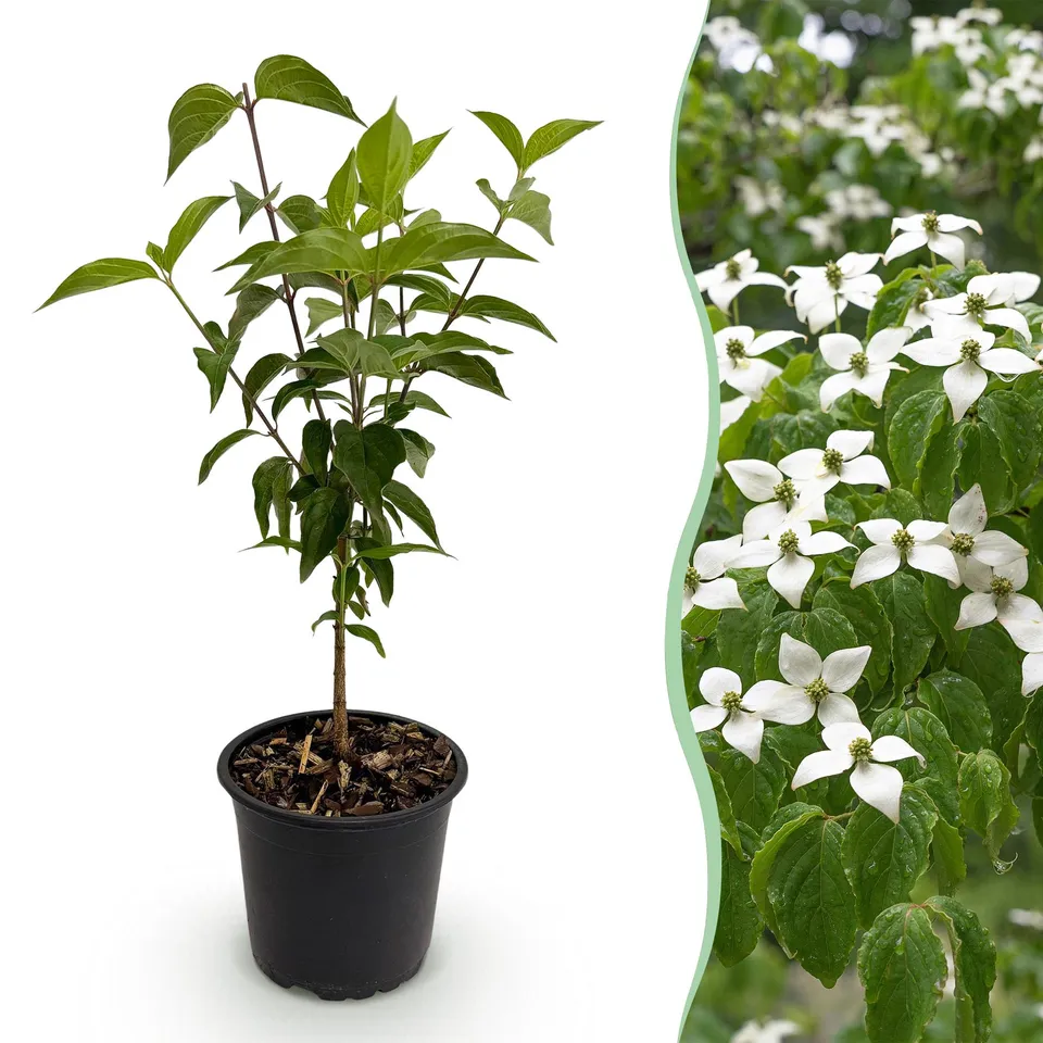 green-guardia-cornus-kousa-chinensis-strauch-1x-wei-e-bl-te image 1