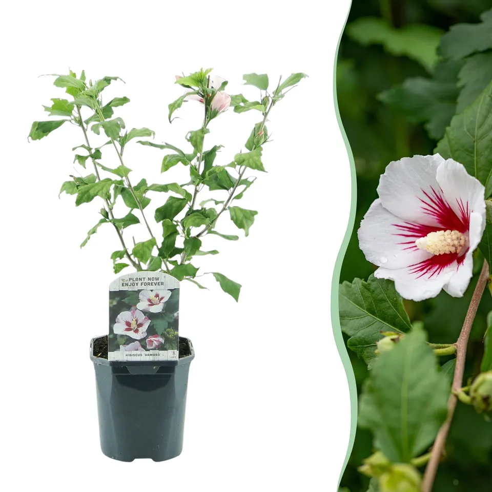 green-guardia-hibiscus-hamabo-zierstrauch-17cm-topf-rosa image 1