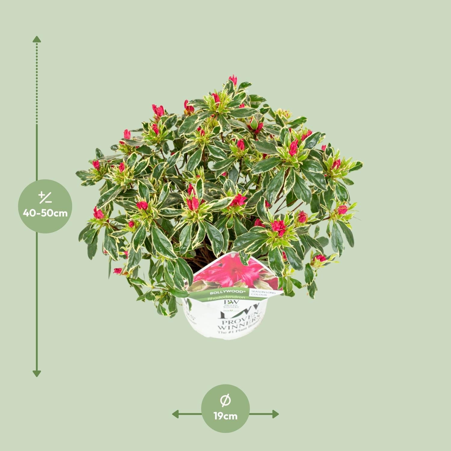 green-guardia-bollywood-rhododendron-19-cm-topf-30-cm-rosa image 2